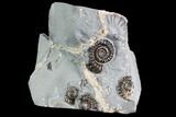 Ammonite (Promicroceras) Cluster - Somerset, England #86228-1